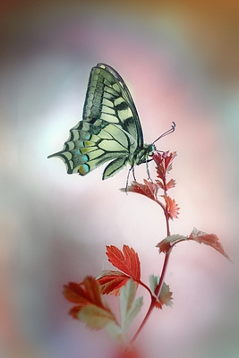 crop image
