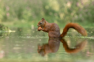 crop image