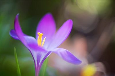 crop image